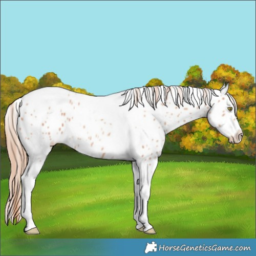 Horse Color:Gold Champagne Tobiano Appaloosa 