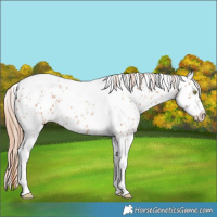 Horse Color:Gold Champagne Tobiano Leopard 