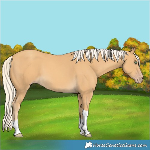 Horse Color:Gold Cream Champagne Tobiano 