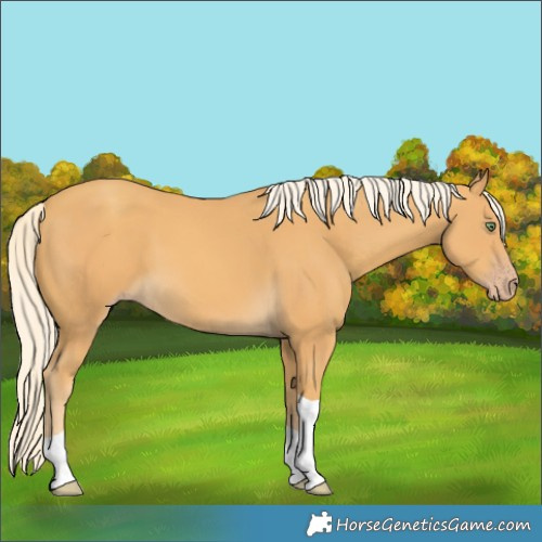 Horse Color:Gold Cream Champagne Tobiano 