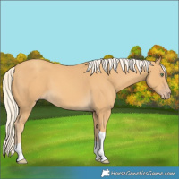Horse Color:Gold Cream Champagne Tobiano 