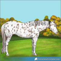 Horse Color:Sable Champagne Sabino Near Leopard 