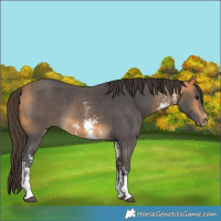 Horse Color:Buckskin Sabino 