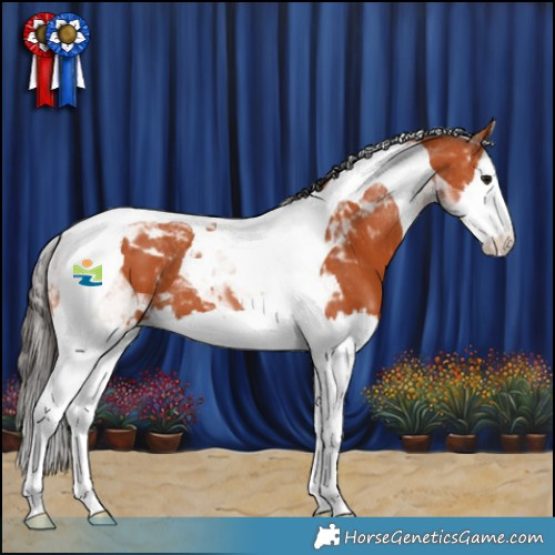 Horse Color:White Spotted Bay Splash Tobiano 