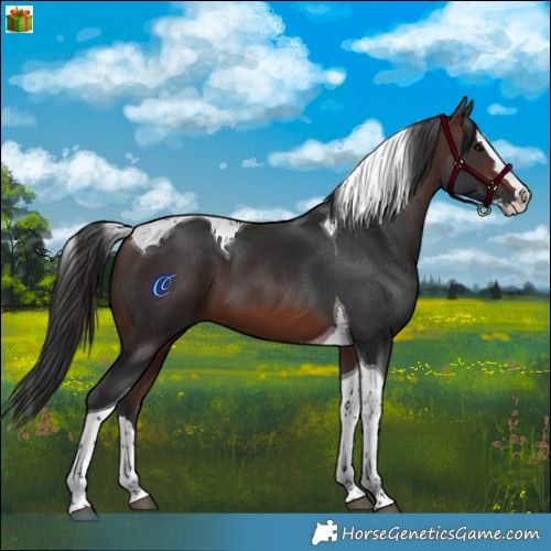Horse Color:Brown Splash Tobiano 