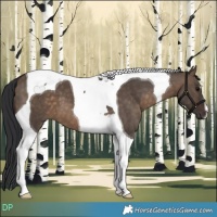 Horse Color:Brown Dun Tobiano 