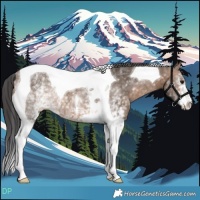Horse Color:White Spotted Brown Dun Tobiano Brindle 