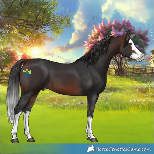 Horse Color:Brown Splash 