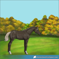 Horse Color:Gray Silver Smoky Black 