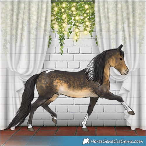 Horse Color:Buckskin Tobiano 