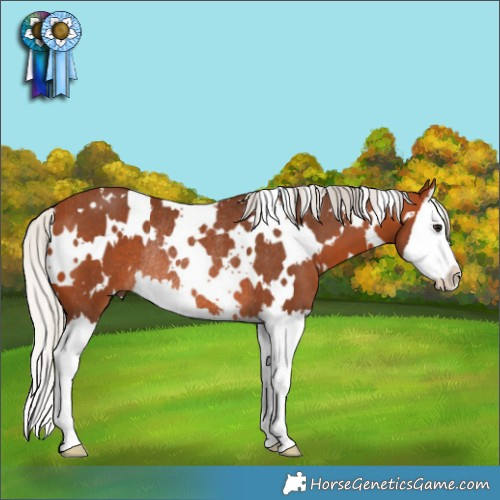 Horse Color:White Spotted Silver Bay Splash Rabicano