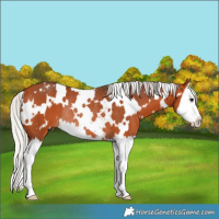Horse Color:White Spotted Silver Bay Splash Rabicano 