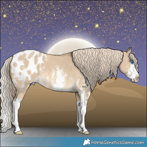 Horse Color:Chocolate Palomino Dun Sabino Splash Appaloosa 
