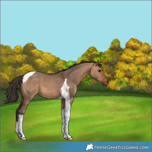 Horse Color:Bay Dun Tobiano 