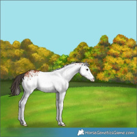 Horse Color:White Spotted Bay 