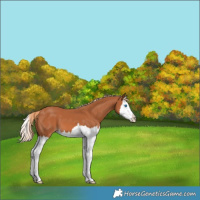 Horse Color:Chestnut Splash 