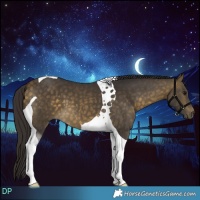 Horse Color:Buckskin Tobiano