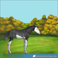 Horse Color:Black Splash Rabicano