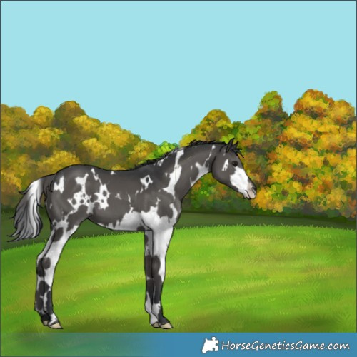 Horse Color:White Spotted Grullo Splash 