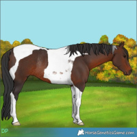 Horse Color:Brown Tobiano Rabicano