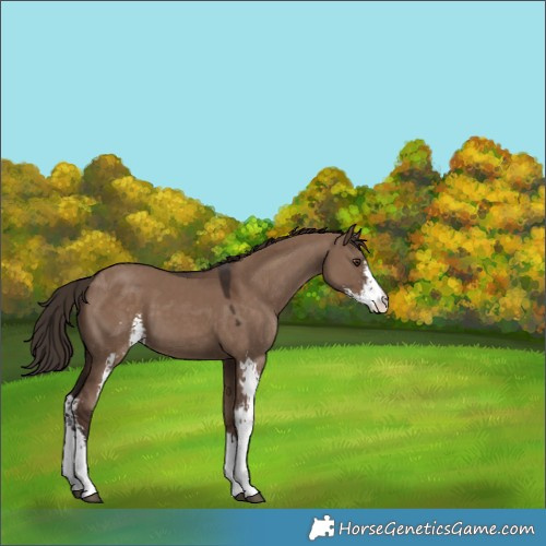 Horse Color:Liver Red Dun Sabino 