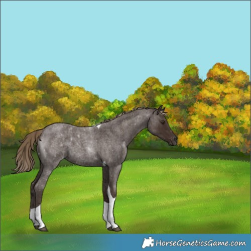Horse Color:Liver Red Roan Tobiano 