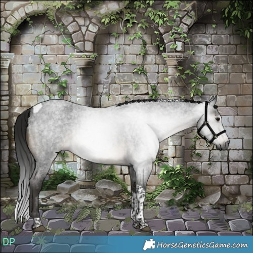 Horse Color:Gray Buckskin Roan Tobiano 