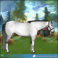 Horse Color:Gray Blue Roan Tobiano 
