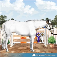 Horse Color:White Spotted Silver Smoky Black Splash Tobiano Frame Rabicano