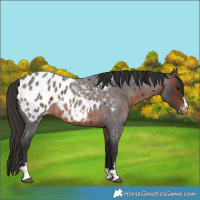 Horse Color:Brown Roan Appaloosa 
