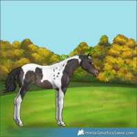Horse Color:Brown Dun Tobiano 