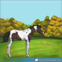 Horse Color:Brown Tobiano 