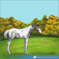 Horse Color:White Spotted Buckskin Tobiano 