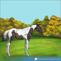 Horse Color:Brown Dun Tobiano Brindle 