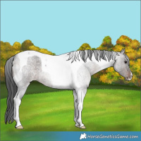 Horse Color:Brown Roan Tobiano 