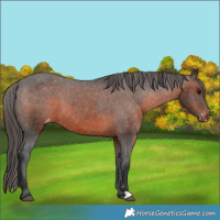 Horse Color:Brown Appaloosa 