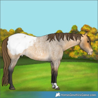 Horse Color:Buckskin Roan Snowcap 