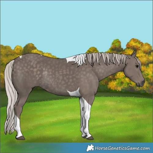Horse Color:Silver Black Tobiano Rabicano 