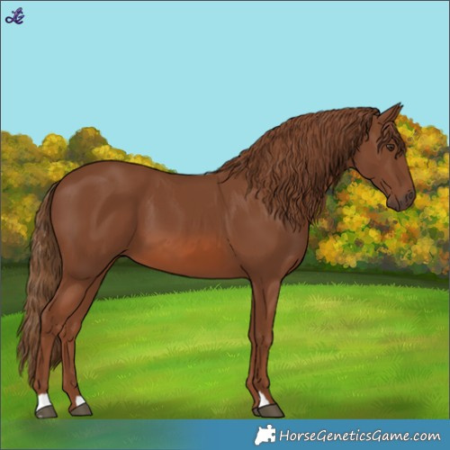 Horse Color:Chestnut 