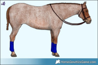 Horse Color:Red Roan 