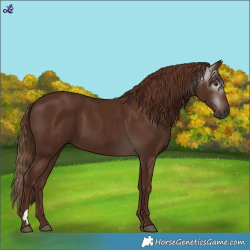 Horse Color:Gray Chestnut