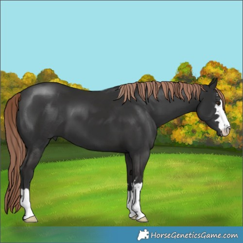 Horse Color:Liver Chestnut 