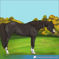 Horse Color:Liver Chestnut 