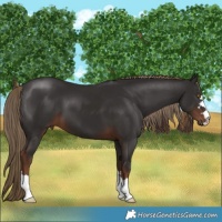 Horse Color:Liver Chestnut 