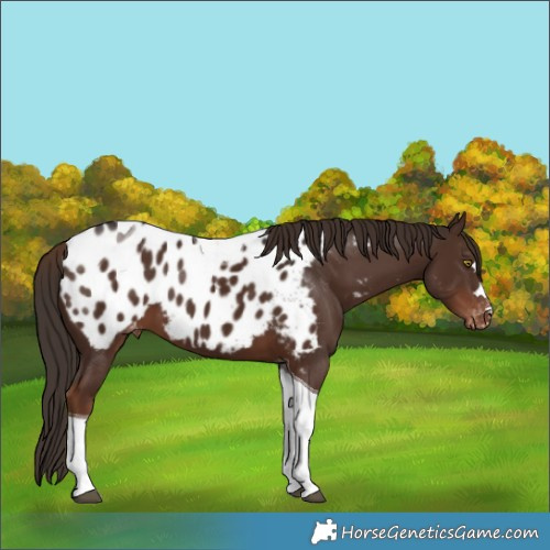 Horse Color:Liver Chestnut Tobiano Appaloosa 