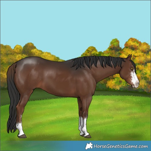 Horse Color:Liver Chestnut 