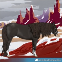 Horse Color:Liver Chestnut