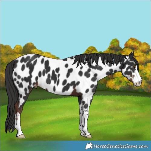 Horse Color:Liver Chestnut Appaloosa 