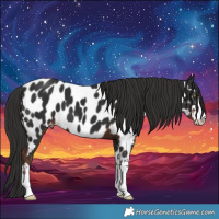 Horse Color:Liver Chestnut Near Leopard