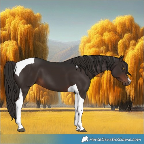 Horse Color:Liver Chestnut Tobiano